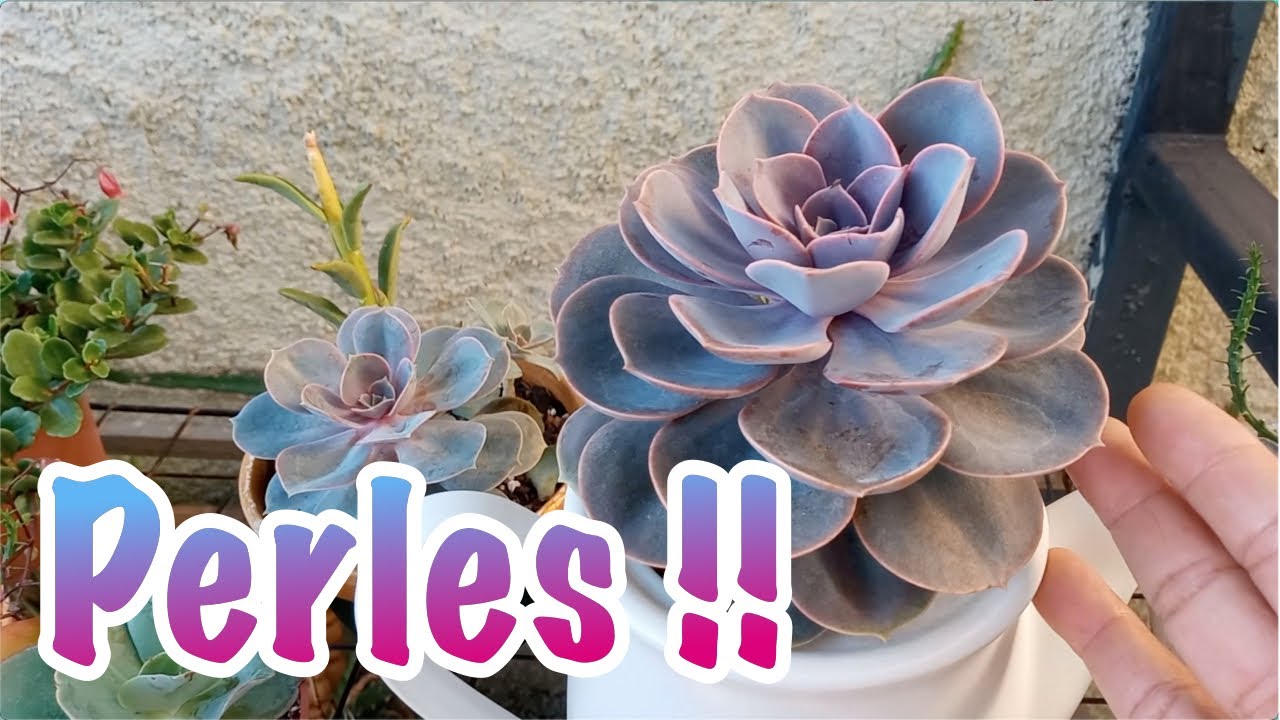 Como fazer mudas de Echeveria Perle.