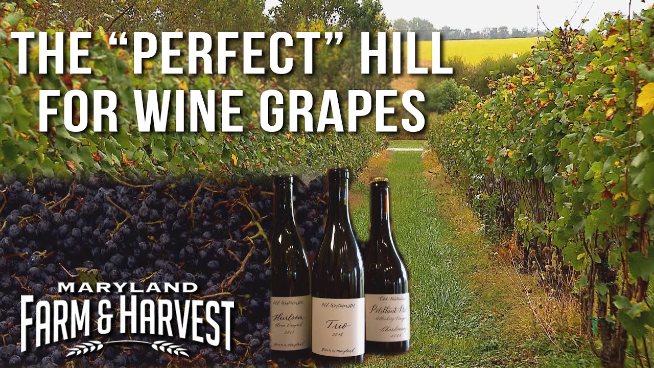 Why Hillsides Grow Better Wine Grapes | Maryland Farm & Harvest