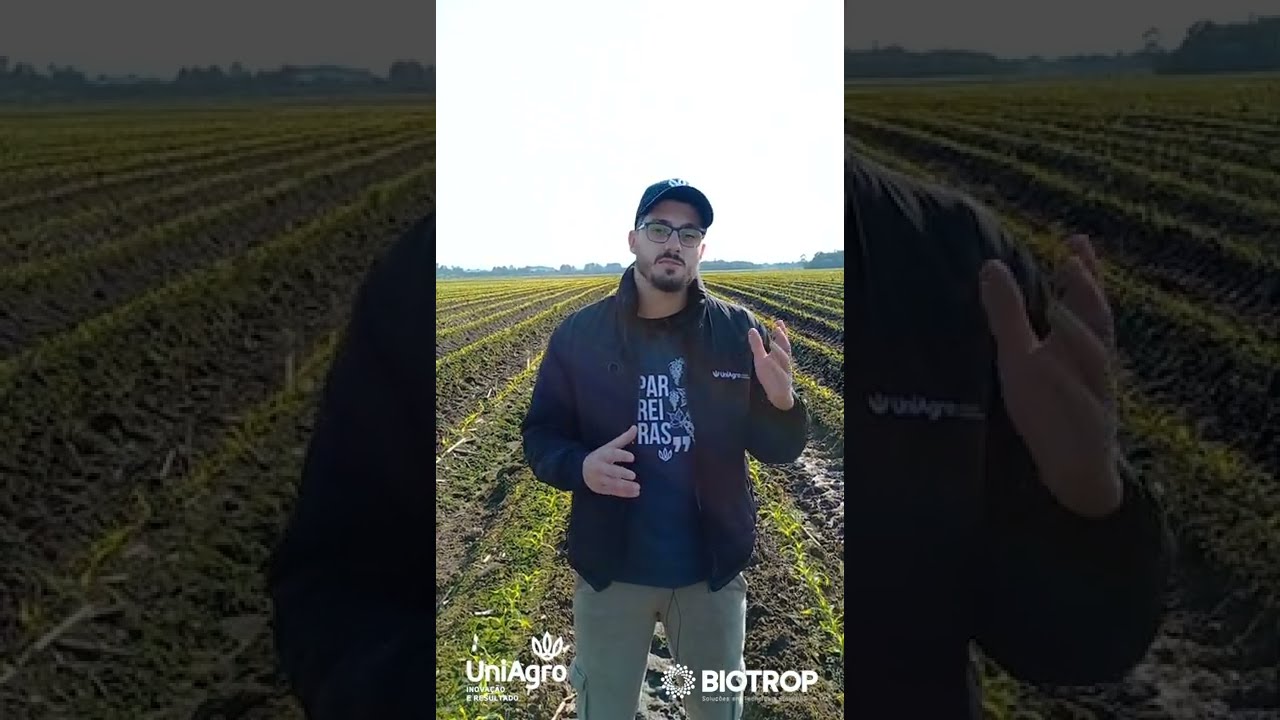 Bioinseticida Vantset (BioKato) da BIOTROP no combate da cigarrinha