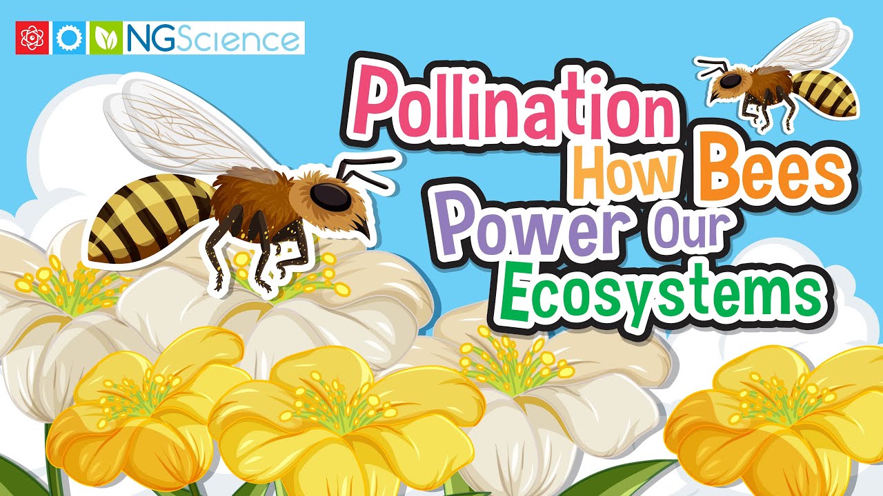 Pollination: How Bees Power Our Ecosystems