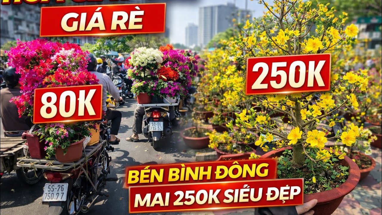 Choáng Với Hoa Giấy 80K bao đẹp, Mai 250K siêu Bông Rẻ Bèo Bên Bình Đông Trưa 22 Tết