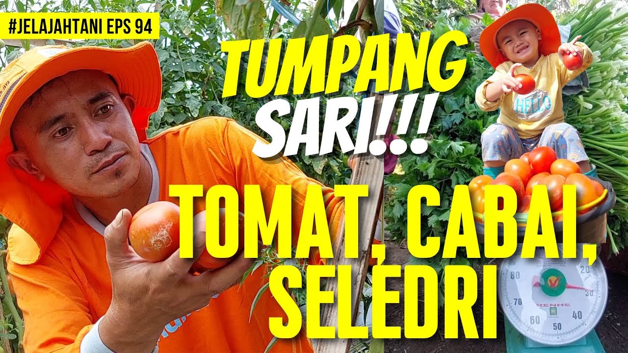 🍅🌶️ KEREN❗❗❗BUDIDAYA TUMPANG SARI 3 TANAMAN DI GARUT | KANG RISMAWAN - JelajahTani #94