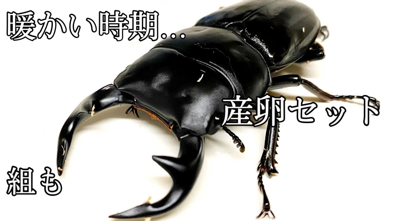 【クワガタ】151話 産卵セット 組みます 難癖 グランディス  オオクワ