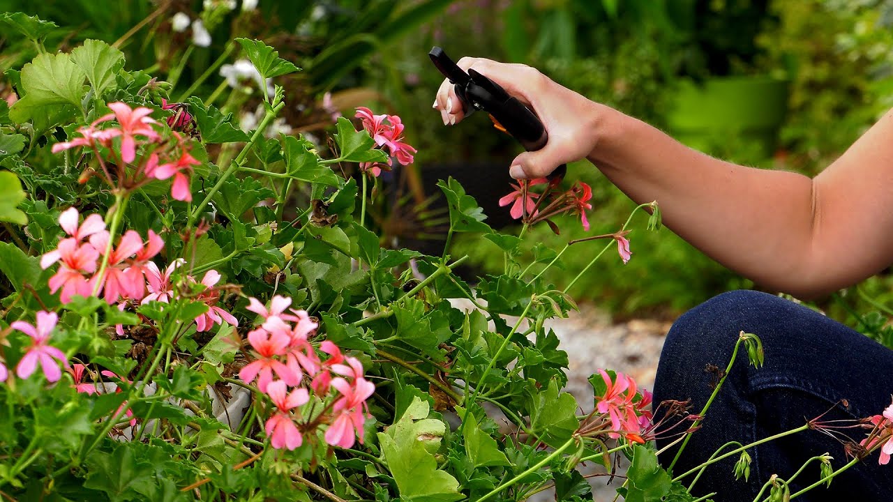 Pelargonie po lecie - jesienna pielęgnacja i rozmnażanie pelargonii