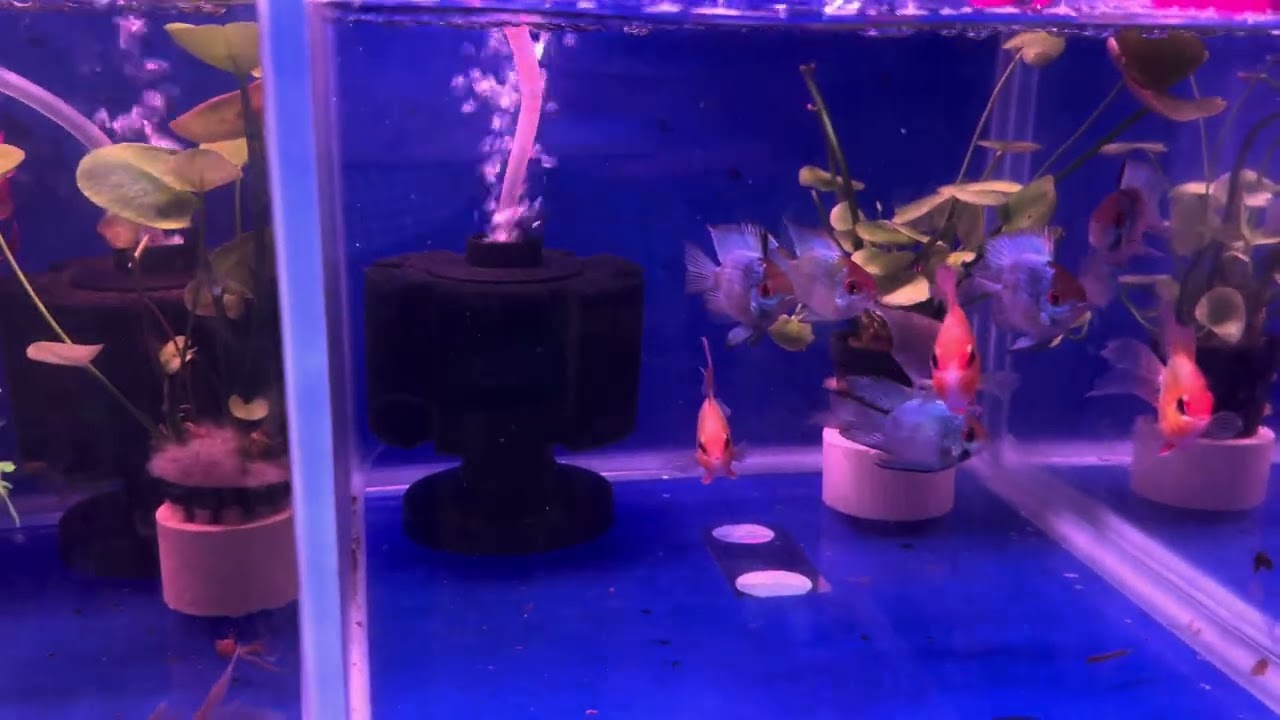 At pet market in Guangzhou China