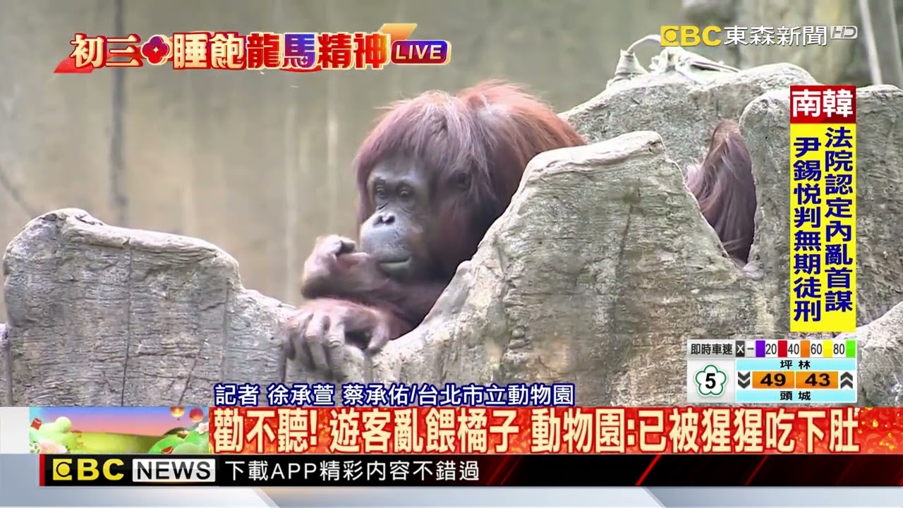 出遊亂象！遊客朝猩猩丟橘子 動物園：再犯將驅離 @newsebc