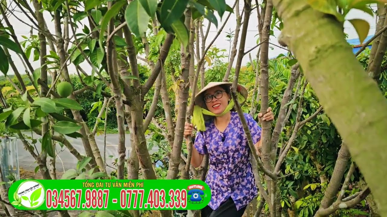Thanh trà ngọt cây lớn đang trái sẵn