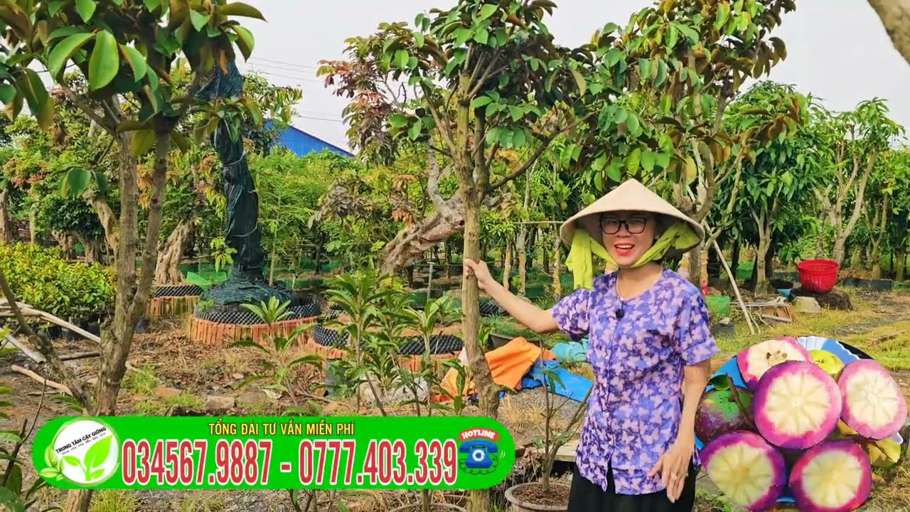 Vú sữa mica cây lớn trồng nhanh ra trái