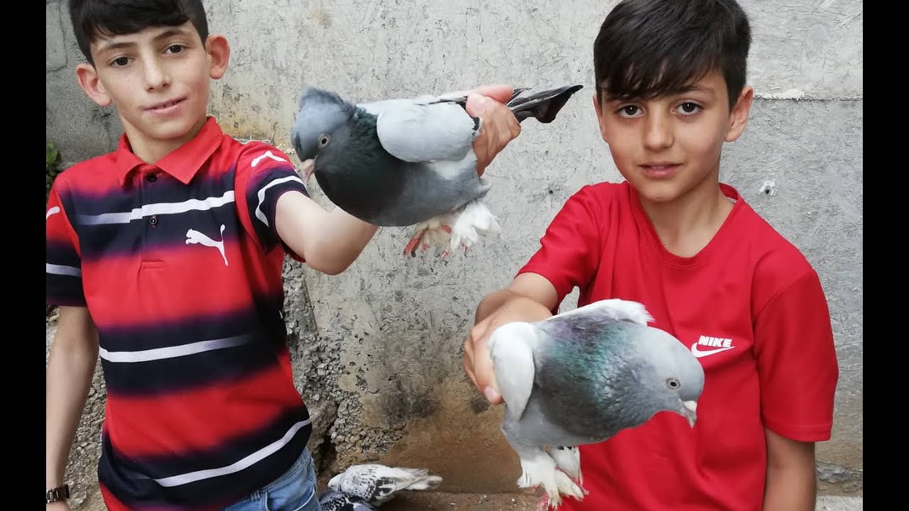 Emirhan ve Hasanın Güvercinlerini Çok Seveceksiniz. Gebze Güvercin Kümesleri. Beylikbağı Güvercin