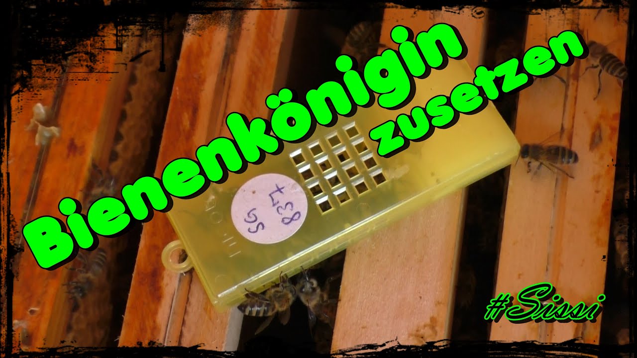🐝 Bienenkönigin zusetzen #Sissi 👸🏻 Imkern / Bienen