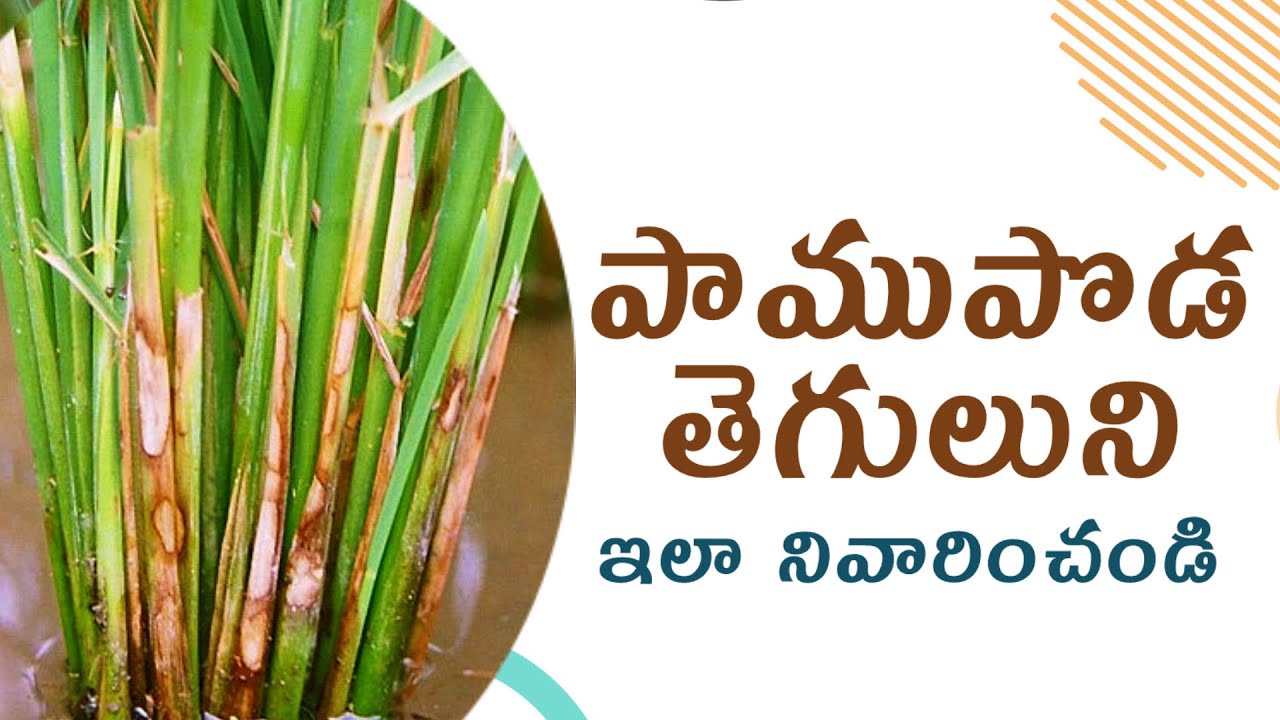 #varilo pamupoda thegulu | Sheath blight  వరిలో పాము పొడ తెగులు నివారణ