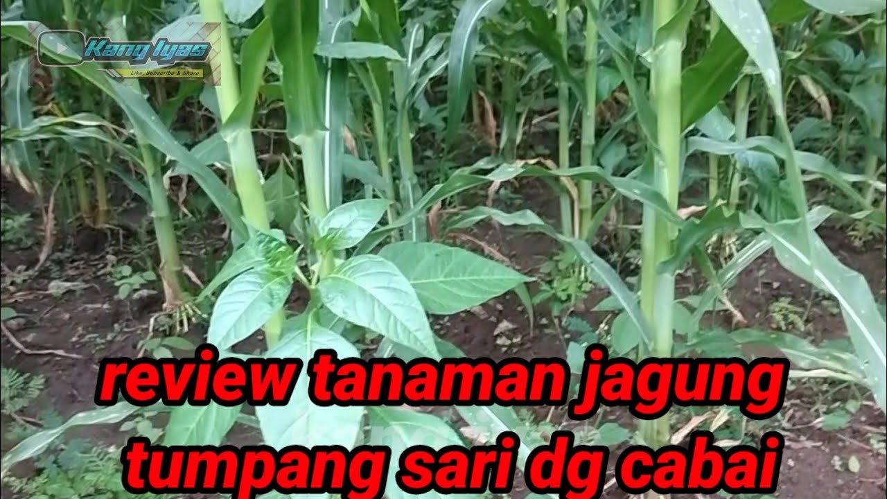 mereview tanaman tumpang sari jagung dan cabai