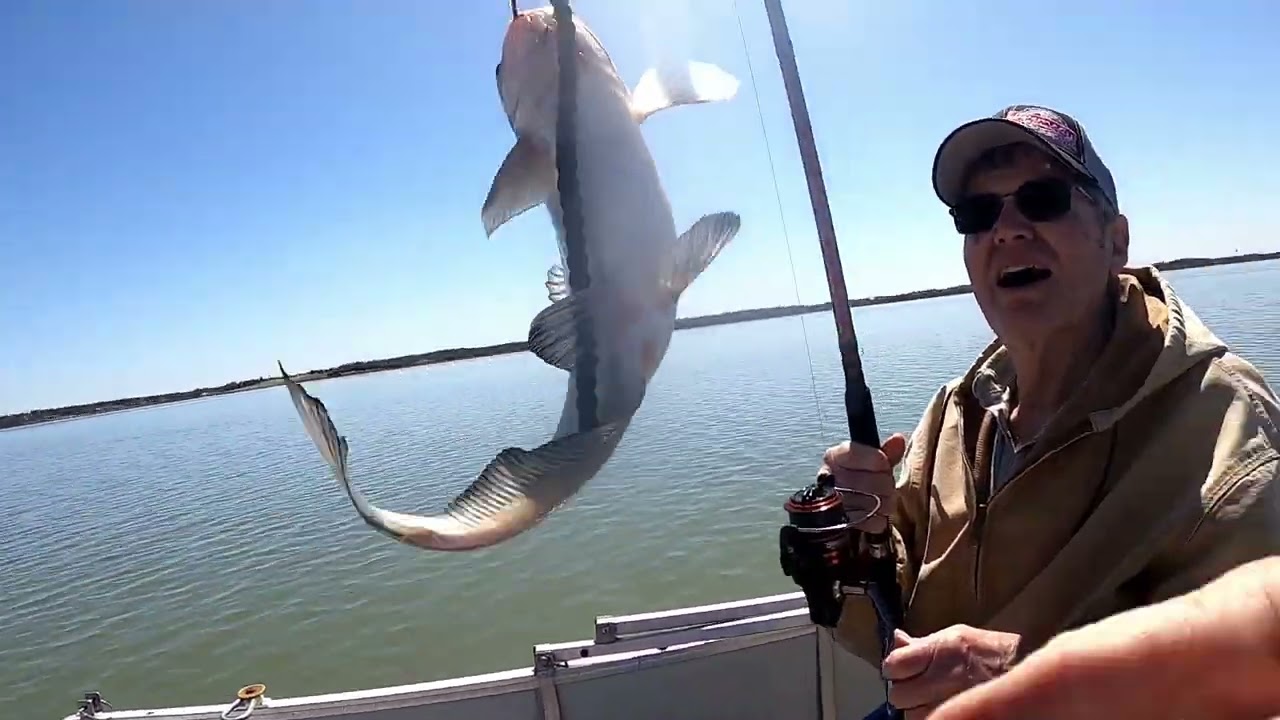 drifting fishing shallow water catfish, blue catfish in running water,  Catfish in skinny water