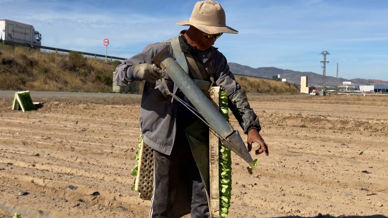 plantacion de lechuga baby ESP 4K