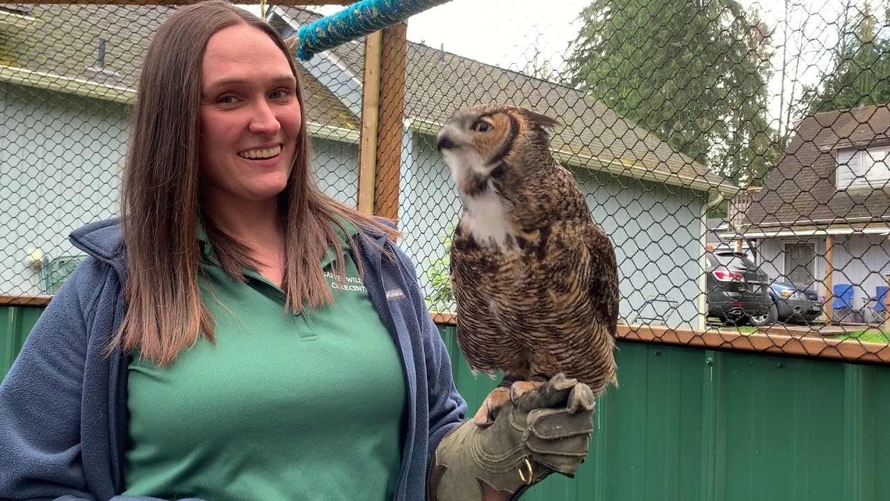 Training Freya - Great Horned owl