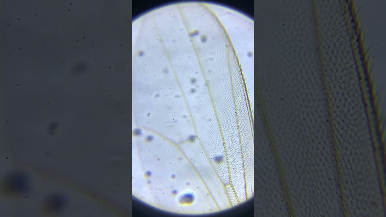 Midge Under Microscope 160x
