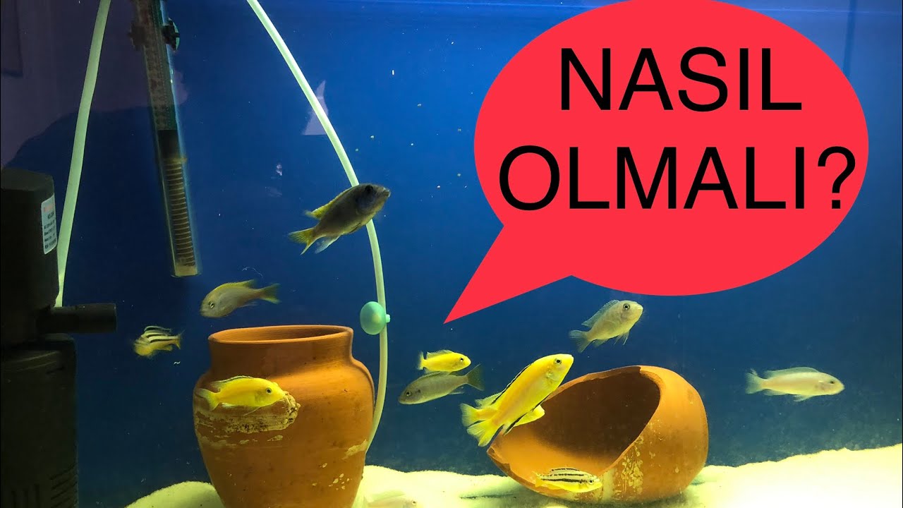 CİKLET balıkların çiftleşmesi için ortam nasıl olunmalı ciklet BALIĞI çiftleşmesi nasıl anlaşılır