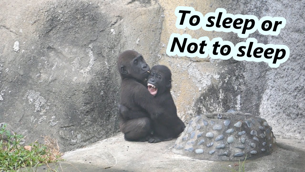 Gorilla Ringo struggled to not sleep.😂 / 小金剛猩猩Ringo一直掙扎不要睡覺