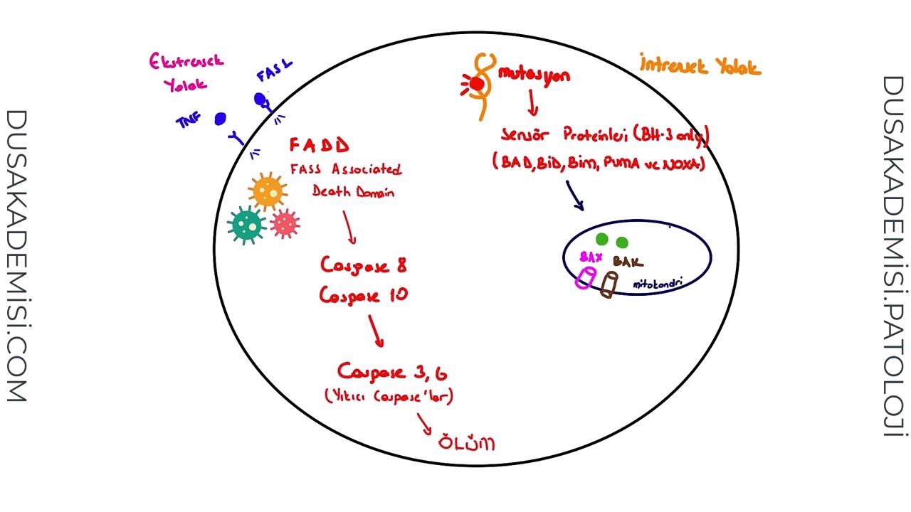 Apoptoz