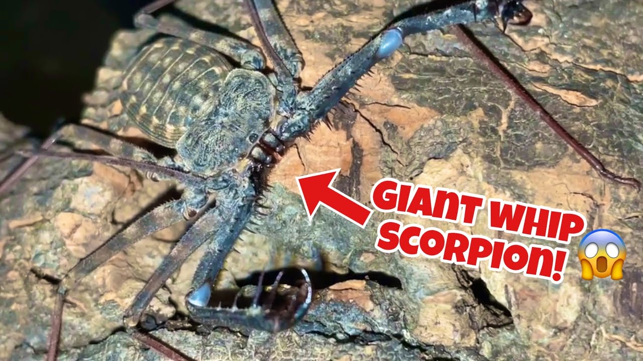 What is a Tailless Whip Scorpion!?