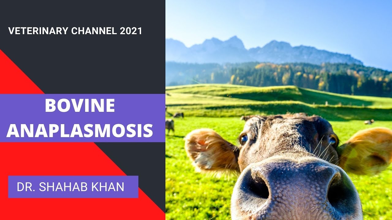 Large Animal Medicine: The Etiology, Symptoms, Diagnosis, and Treatment of Anaplasmosis In Cattle
