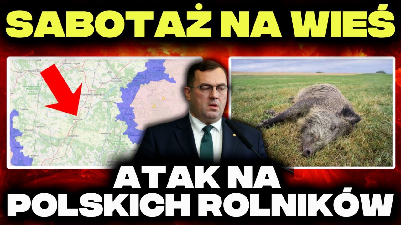 ROLNICY ZAATAKOWANI? MARTWY DZIK z ASF przywieziony przez OBCE SŁUŻBY?