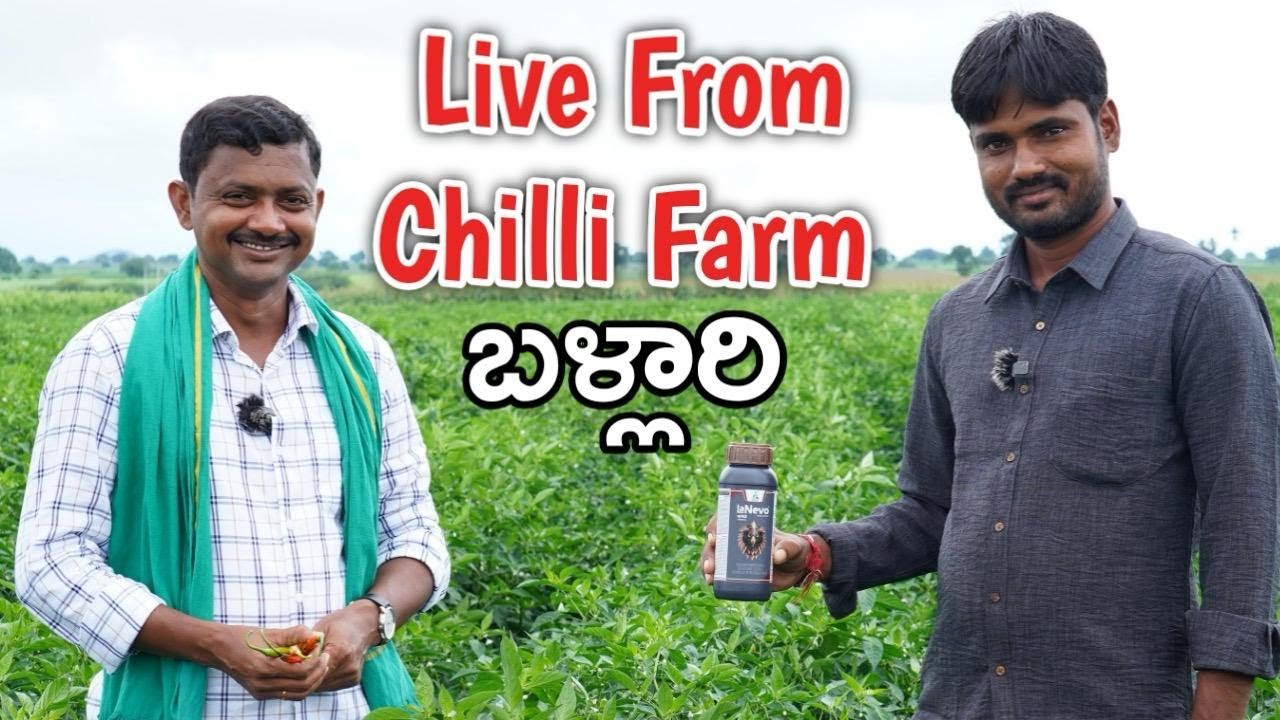 మిరప తోట నుంచి స్పెషల్ లైవ్ Dhanuka Lanevo Live