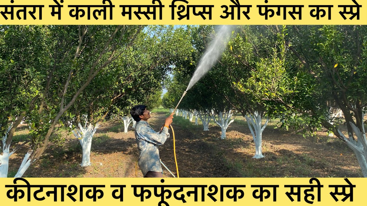 संतरा में काली मस्सी और थ्रिप्स और फंगस का सही ✅ स्प्रे एक स्प्रे में किट रोग दोनों ख़त्म 