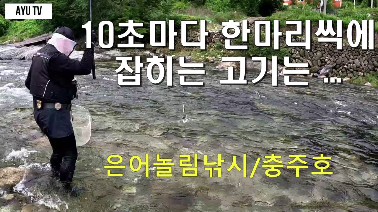 7월초 충주호 은어는 과연 .....?