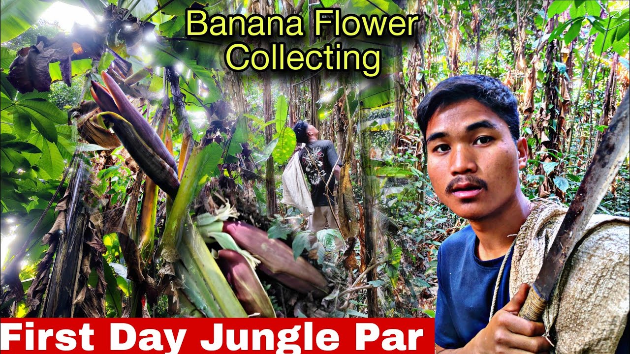 junglee Banana Flower Collecting || First Day Jungle Explorer  - Village Life Arunachal Pradesh 