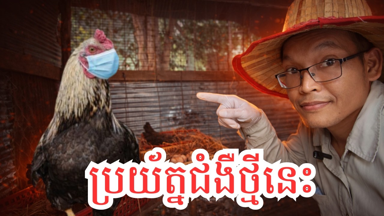 ជំងឺស៊ីតាកូស៊ីស (Psittacosis) ឆ្លងពីមាន់មកមនុស្សដូចម្តេច?​ សូមប្រយ័ត្នបងប្អូន