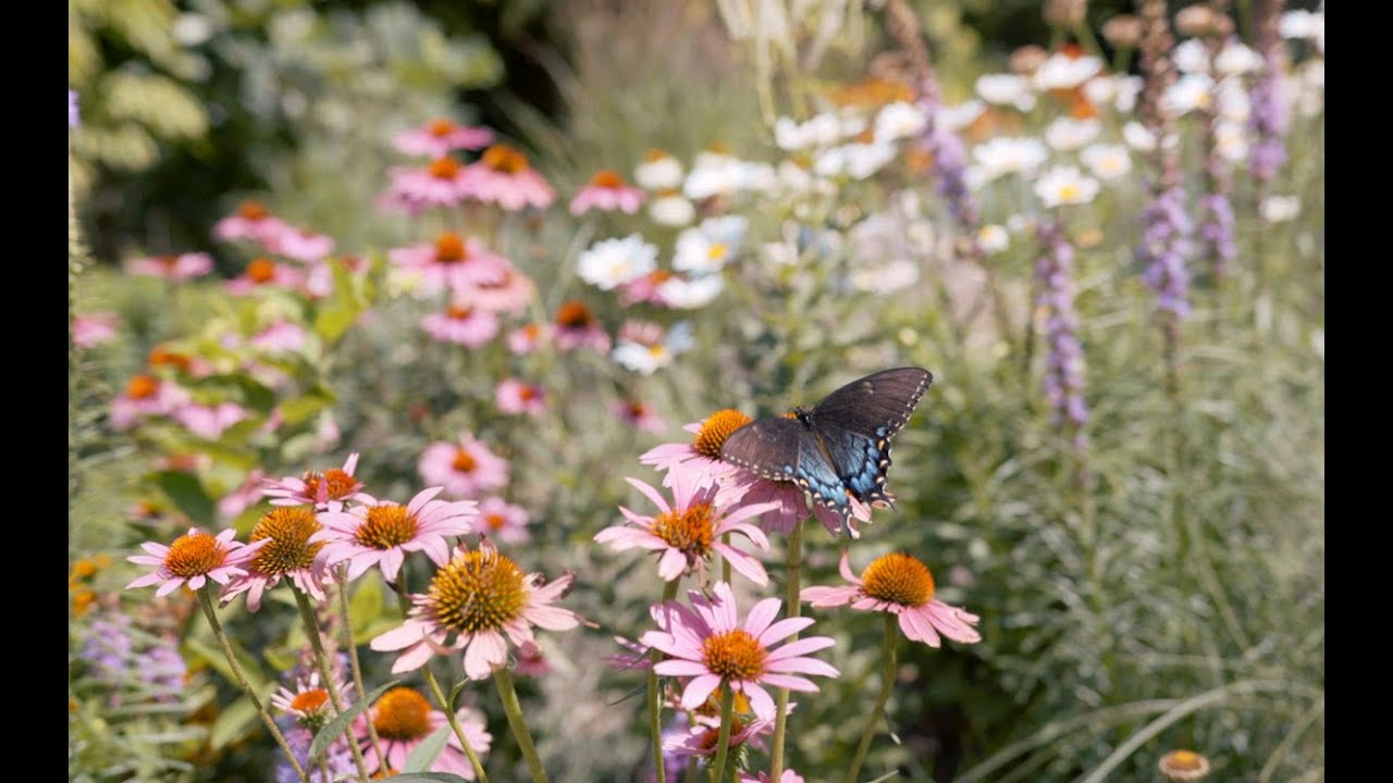 What is Ecological Landscape Design?