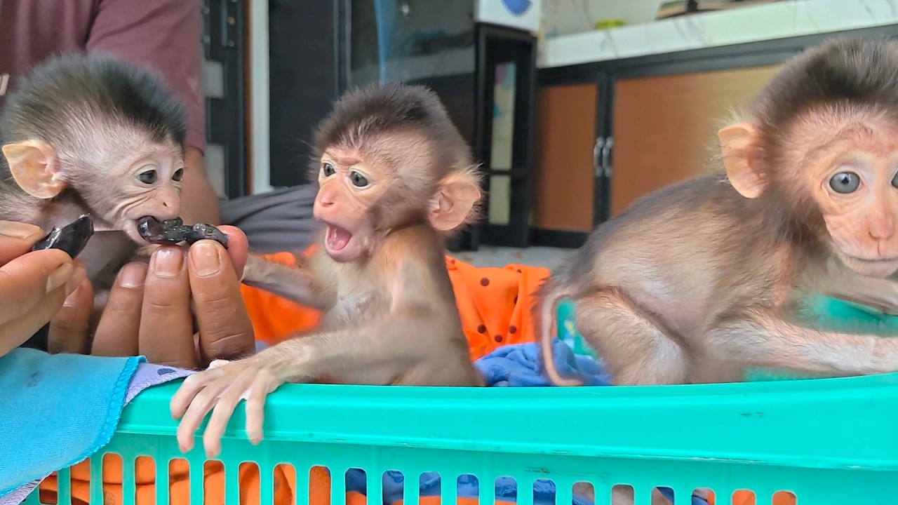 Wow, it turns out Missy and Libby's baby really likes grapes and Monty too.