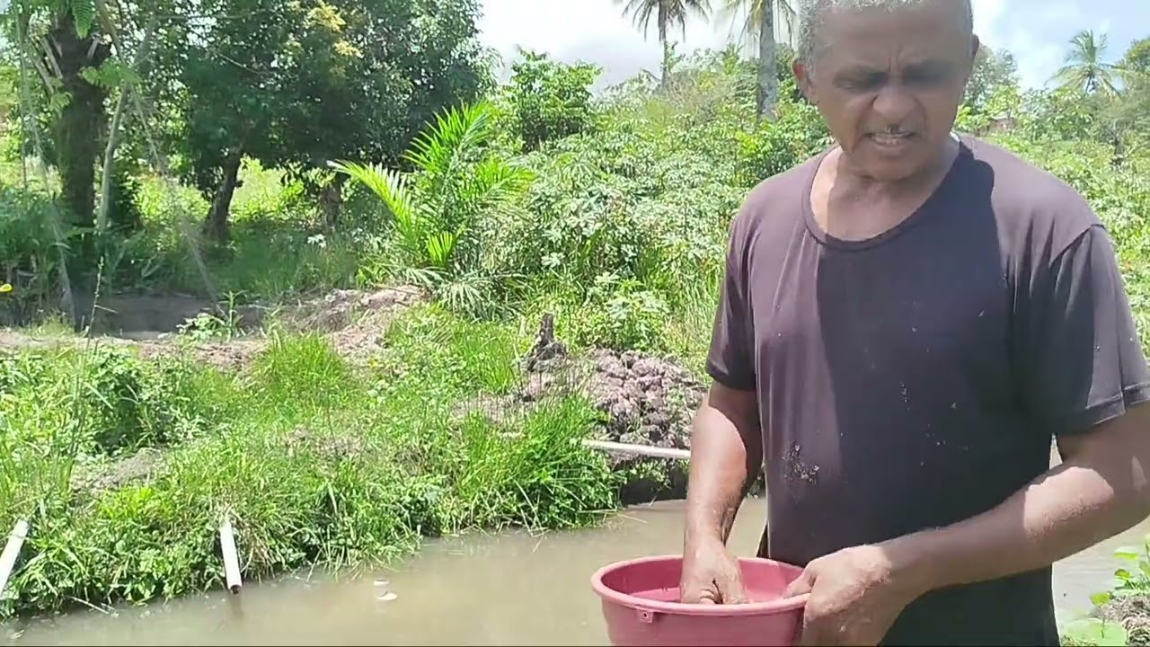 Alimentando os Peixes e pegando cana