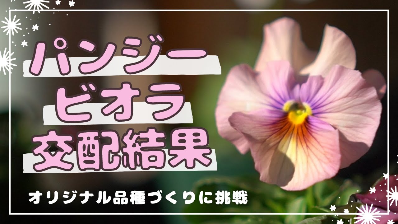 パンジービオラの交配結果👩‍🌾｜オリジナル品種づくりに挑戦