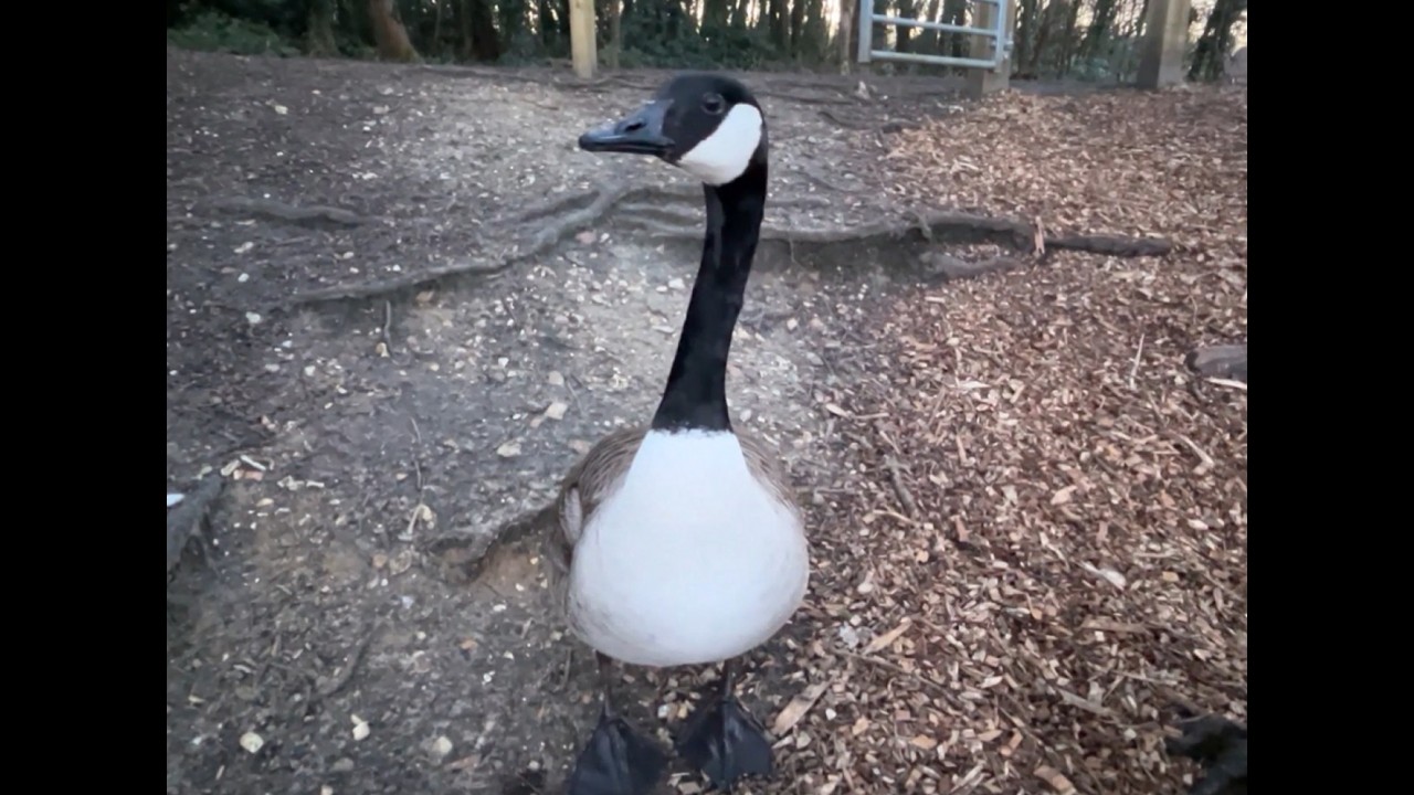 Canada goose touchdown