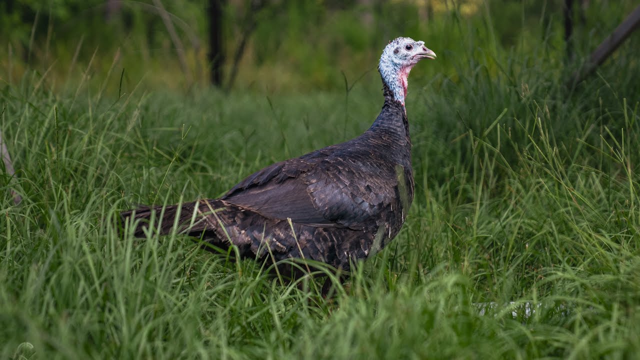 Flatwoods Friends: White-Tailed Deer and Wild Turkeys Explained