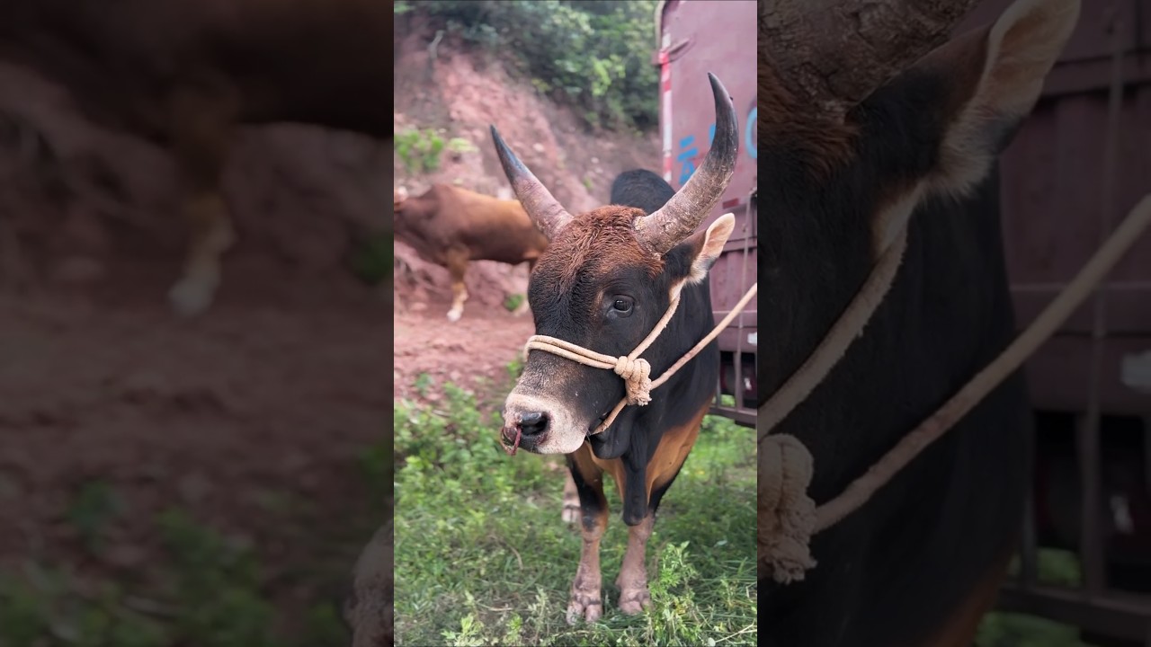 Cultural Battles: The Art of Bullfighting in Asia"