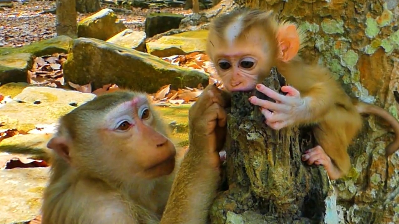 Adorable Monkey Baby Lucan Tries to Climb Up the Tree ❤️🐒 So Lovely to Watch!