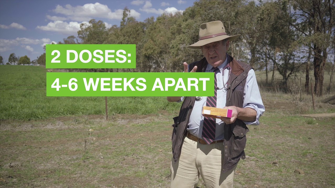 Prevent Clostridial disease with these simple steps