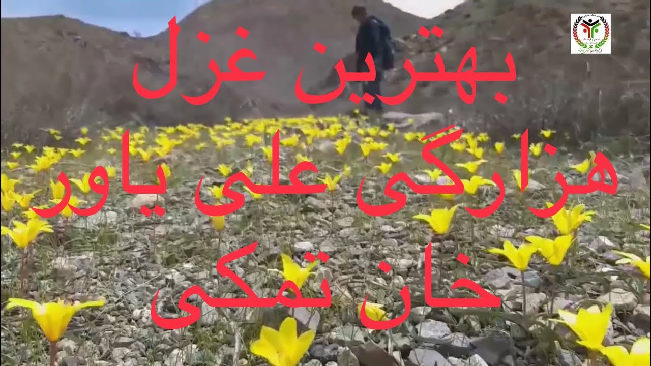 Ghazal Hazaragi بهترین غزل هزارگی علی یاور خان تمکی