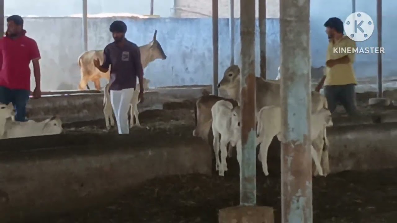 વછરાજ દાદા ભજન ૧૪-૧-૨૬   