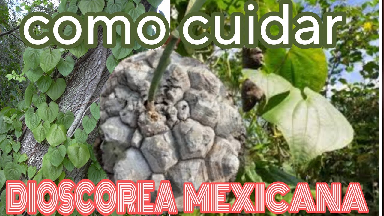 COMO CUIDAR LA DIOSCOREA MEXICANA(recibo un comentario algo hate)
