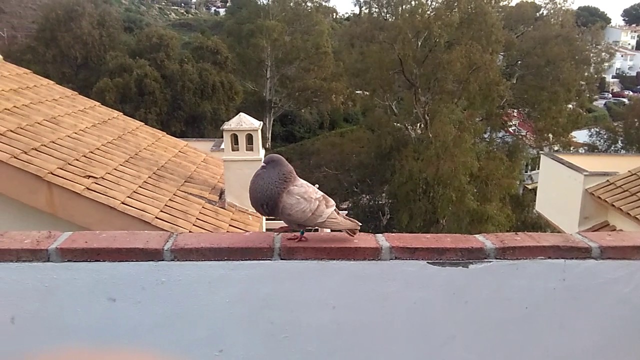 Gaditanos de vuelo en Benalmádena