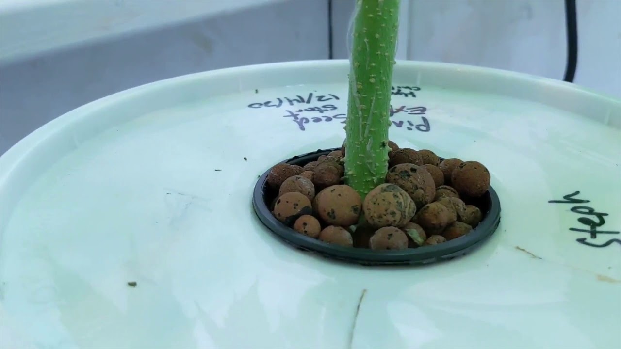 At Home DIY Marijuana Grow Journal 13 Right Before Flowering Week 11