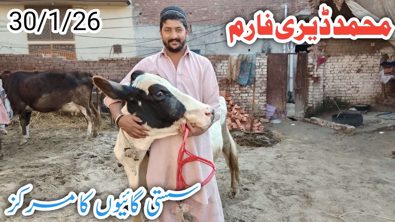 Muhammad Dairy Farm || Jarsey Fresian Australian Cholistani Cross breed cows fresh rates !Ali Best 