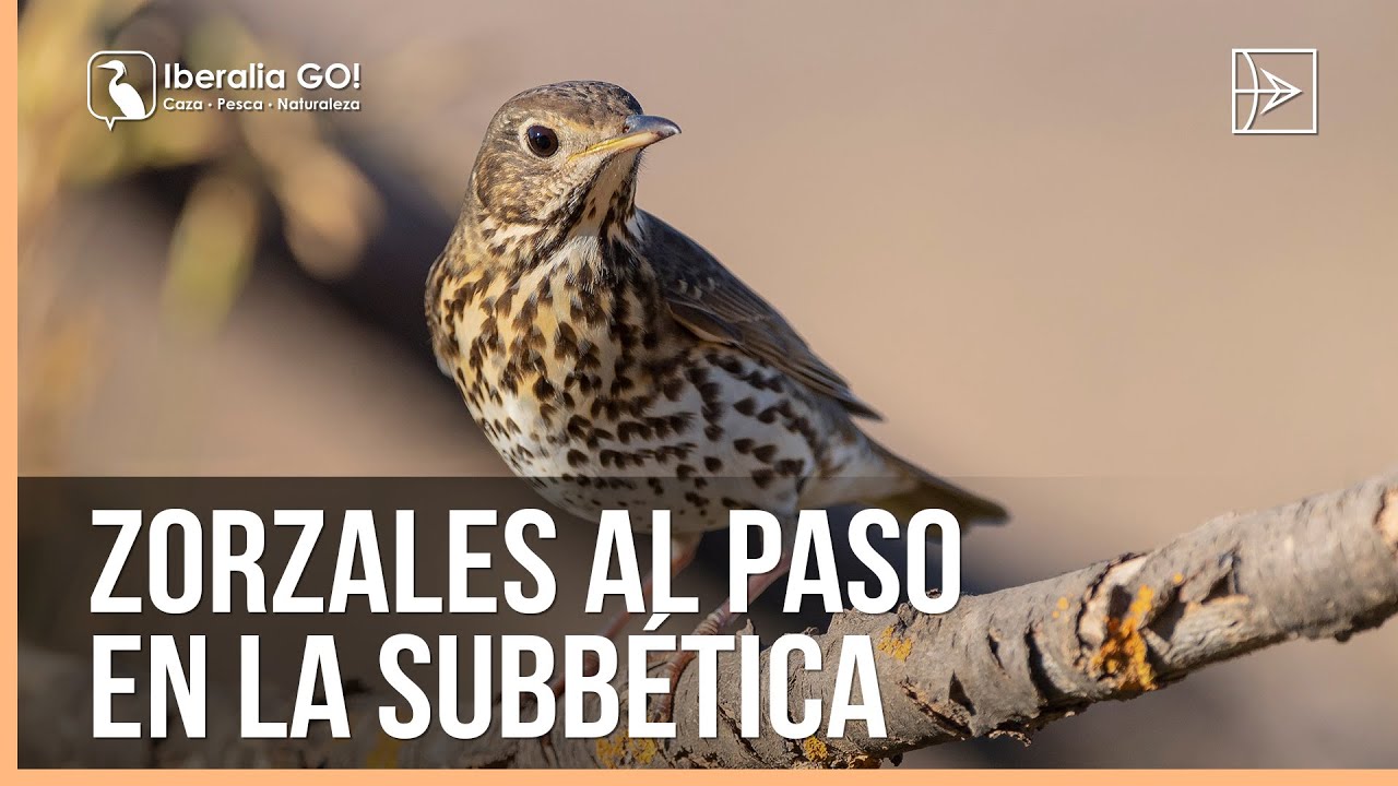Zorzales al paso en la Subbética | Iberalia GO!