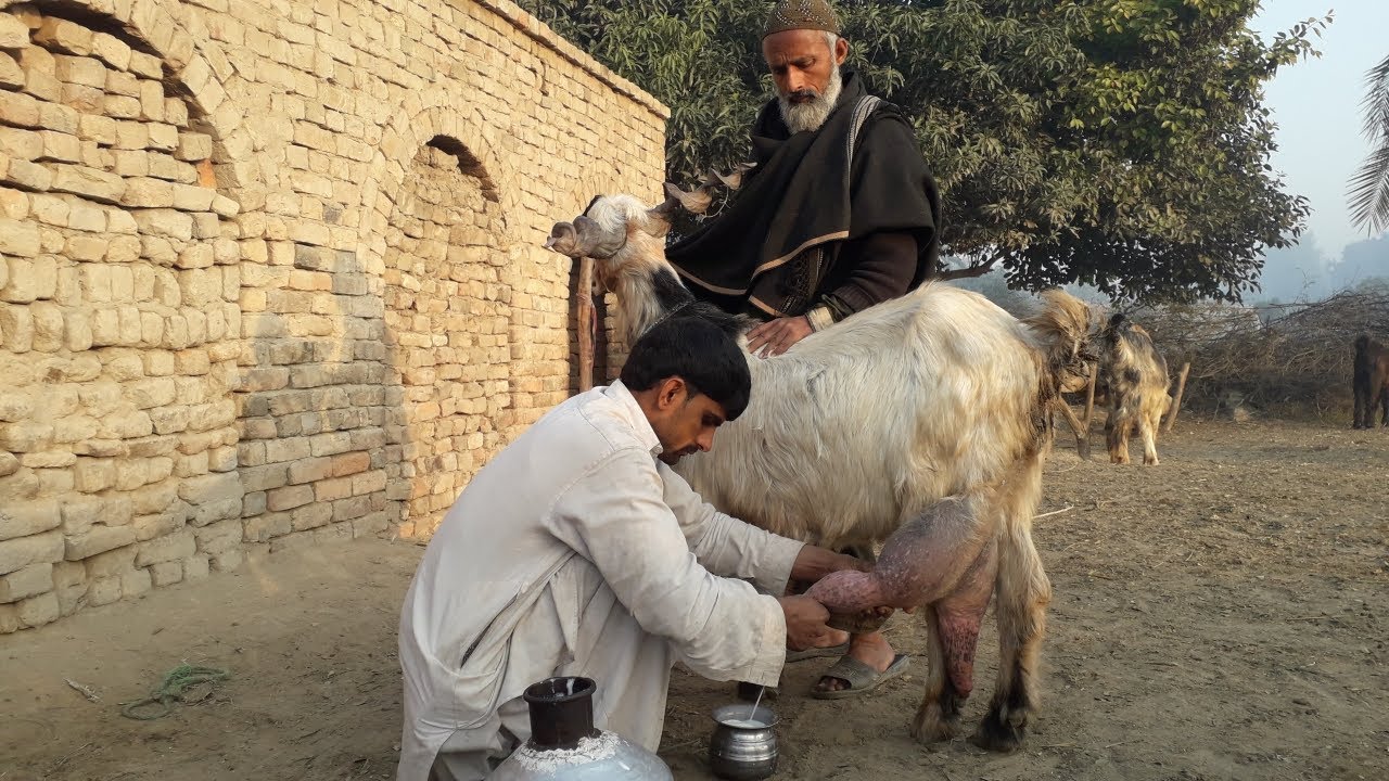 Dera Din Panah Goat Milking Time | 4 litre Milk One Time | Dera Din Panah Goat Farming