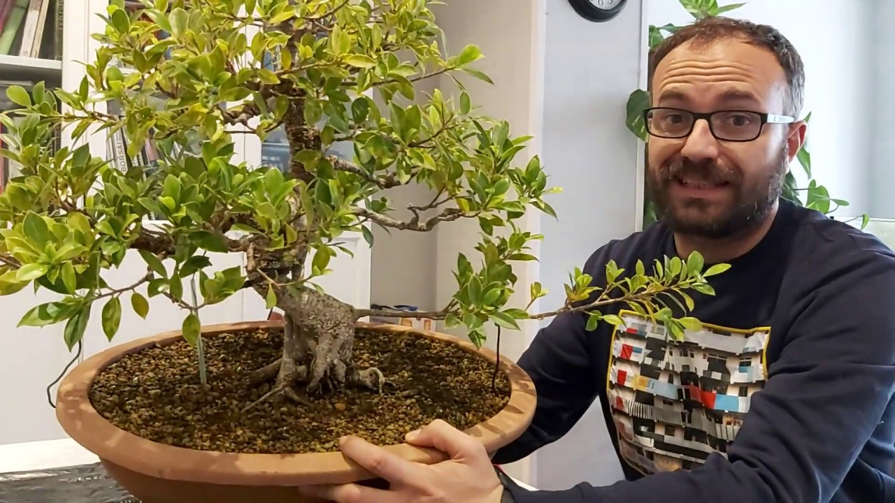 Bonsai Ficus Tiger Bark, raiz columnar