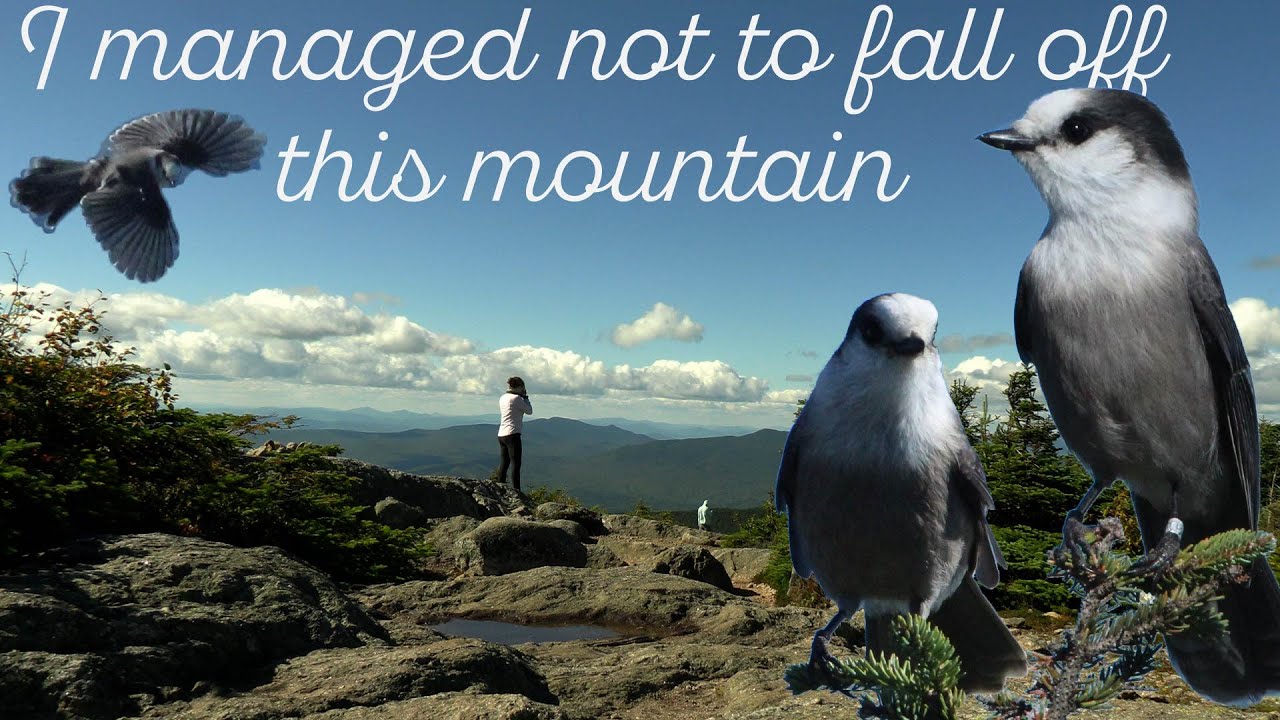Canada Jay:  A mile high bird